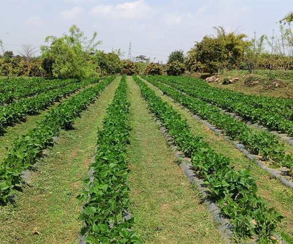 taurian-organic-farming_3