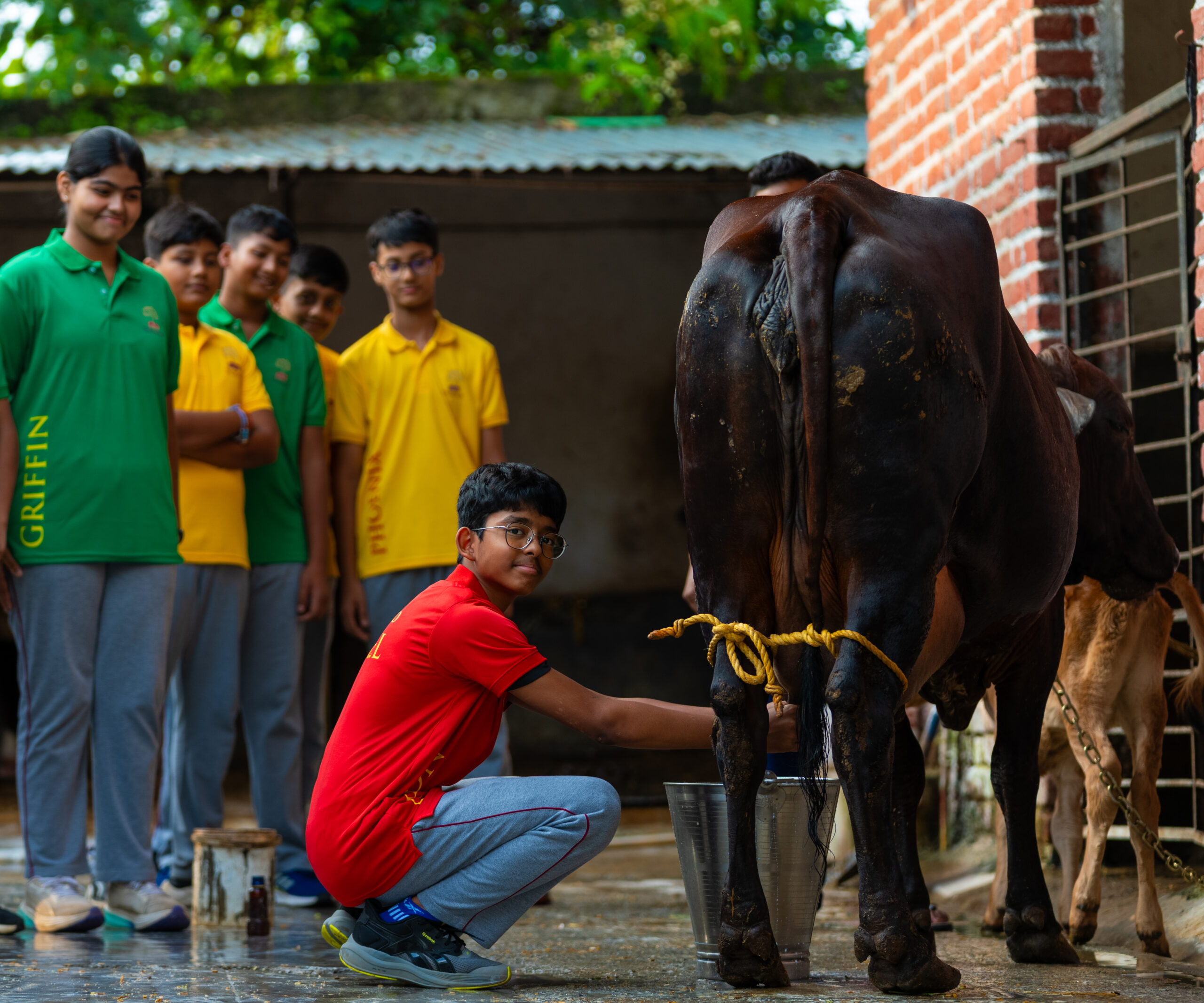 Dairy Farming-4