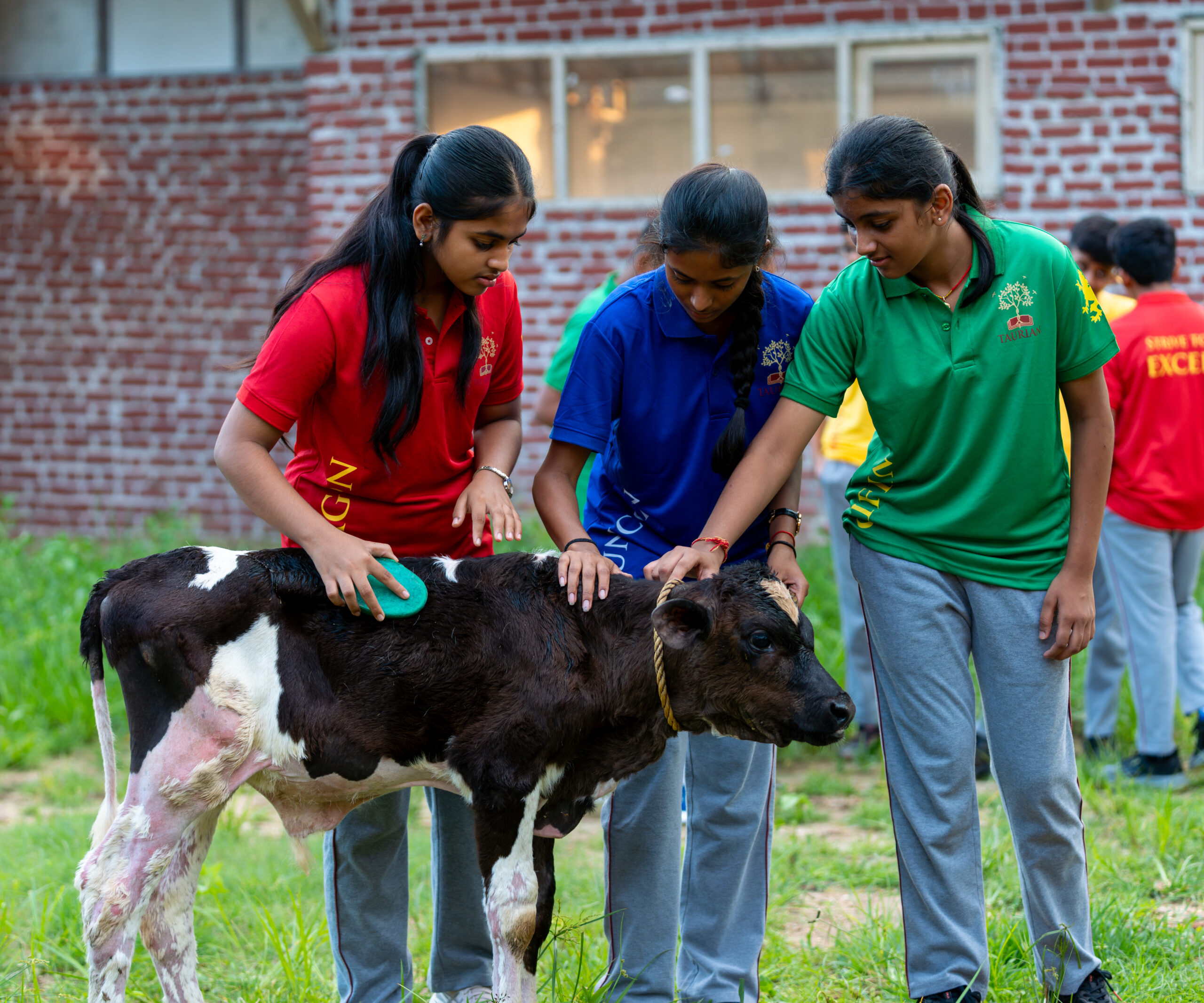 Dairy Farming-5